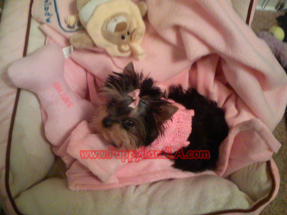 teacup yorkie